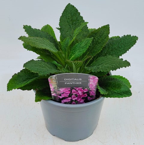x1 Digitalis Panther 19cm/3Ltr