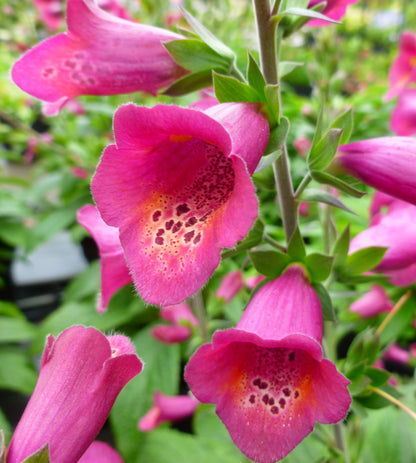 x1 Digitalis Foxlight Ruby Glow 19cm/3Ltr