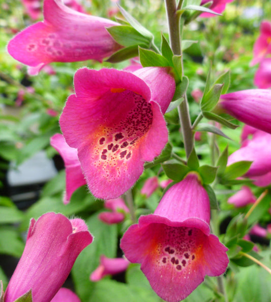x1 Digitalis Foxlight Ruby Glow 19cm/3Ltr