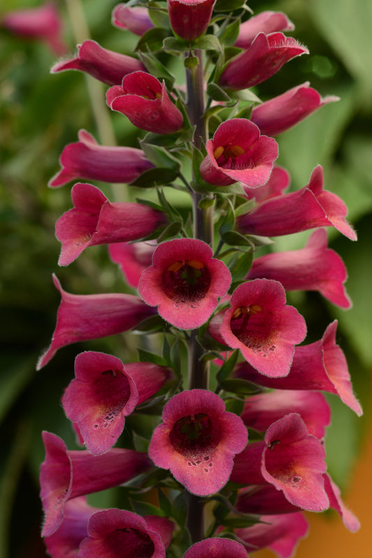 x1 Digitalis Foxlight Plum Gold 19cm/3Ltr