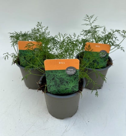 x3 Dill - Aromatic Herb 10.5cm/9cm