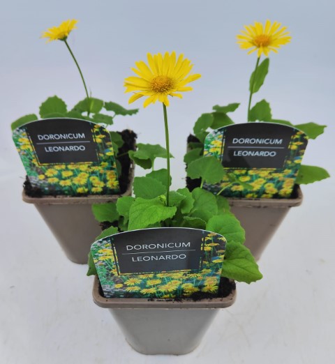 x2 Doronicum Leonardo 13cm/1 Litre