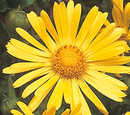 x2 Doronicum Leonardo 13cm/1 Litre