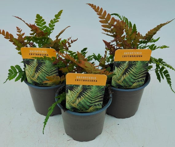x3 Dryopteris erythrosora Plants in 10.5cm/9cm pots Fern/Grass