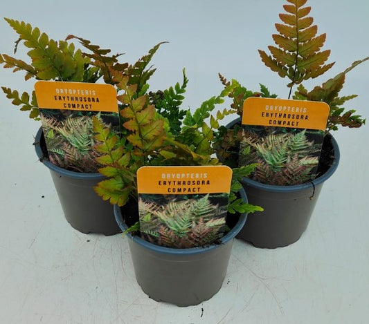 x3 Dryopteris erythrosora Compact Plants in 10.5cm/9cm pots Fern/Grass