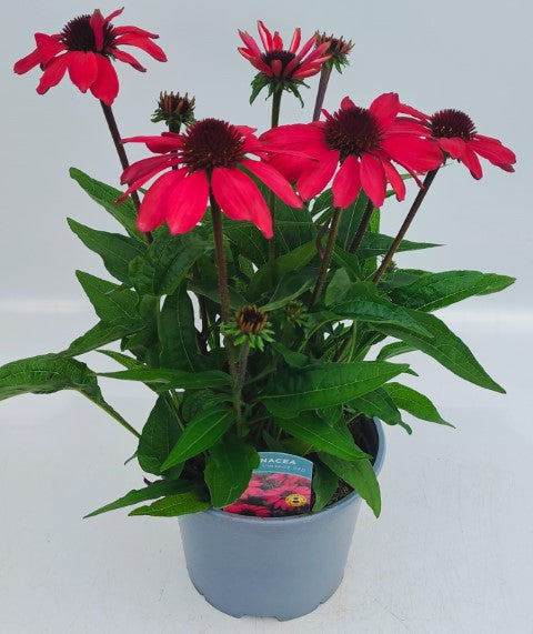 x1 Echinacea Sun Magic Vintage Red 3 Ltr 19cm/3Ltr