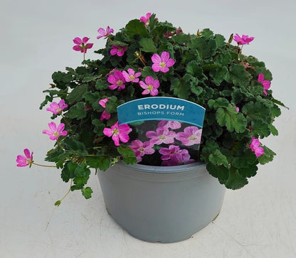 x1 Erodium Bishops Form 17cm/2Litre