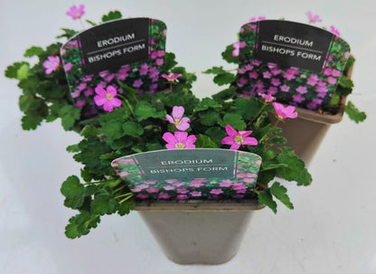 x2 Erodium Bishops Form 13cm/1 Litre