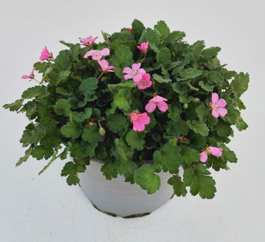 x1 Erodium Bishops Form 19cm/3Ltr