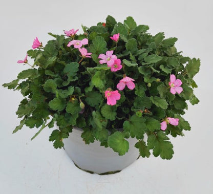 x1 Erodium Bishops Form 19cm/3Ltr