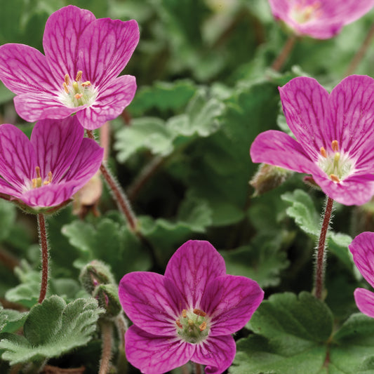 x1 Erodium Bishops Form 19cm/3Ltr