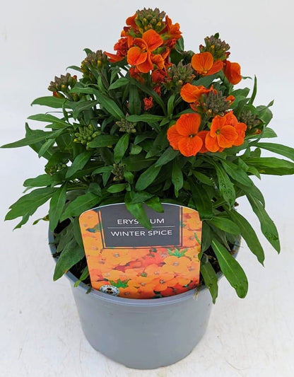 x1 Erysimum Winter Spice 17cm/2Litre
