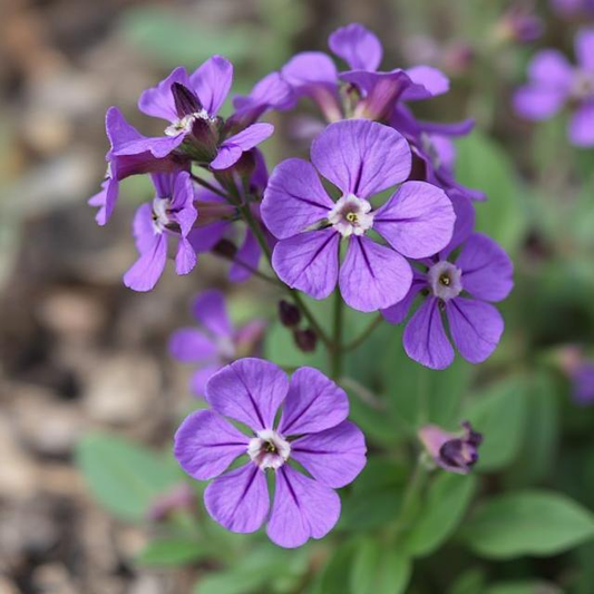 x1 Erysimum Bowles Mauve - 17cm/2Litre