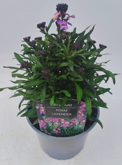 x1 Erysimum Poem Lavender- 17cm/2Litre