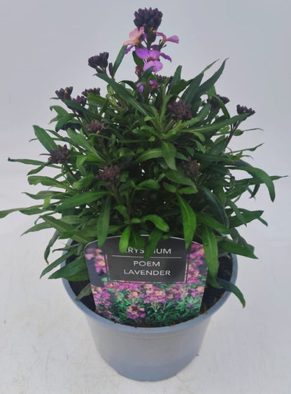 x1 Erysimum Poem Lavender- 17cm/2Litre