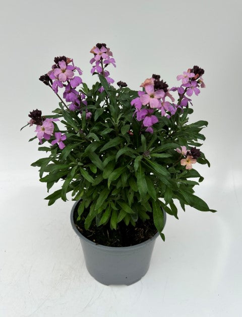 x1 Erysimum Poem Lavender- 17cm/2Litre