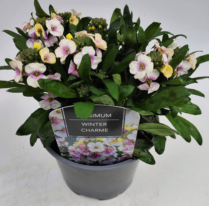x1 Erysimum Winter Charme 17cm/2Litre