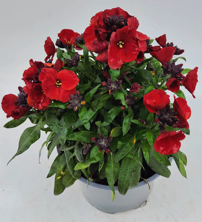 x1 Erysimum Winter Flame 17cm/2Litre