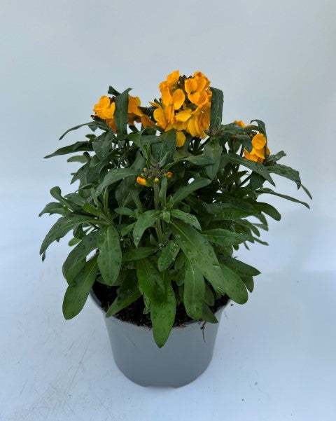 x1 Erysimum Winter Power - 17cm/2Litre