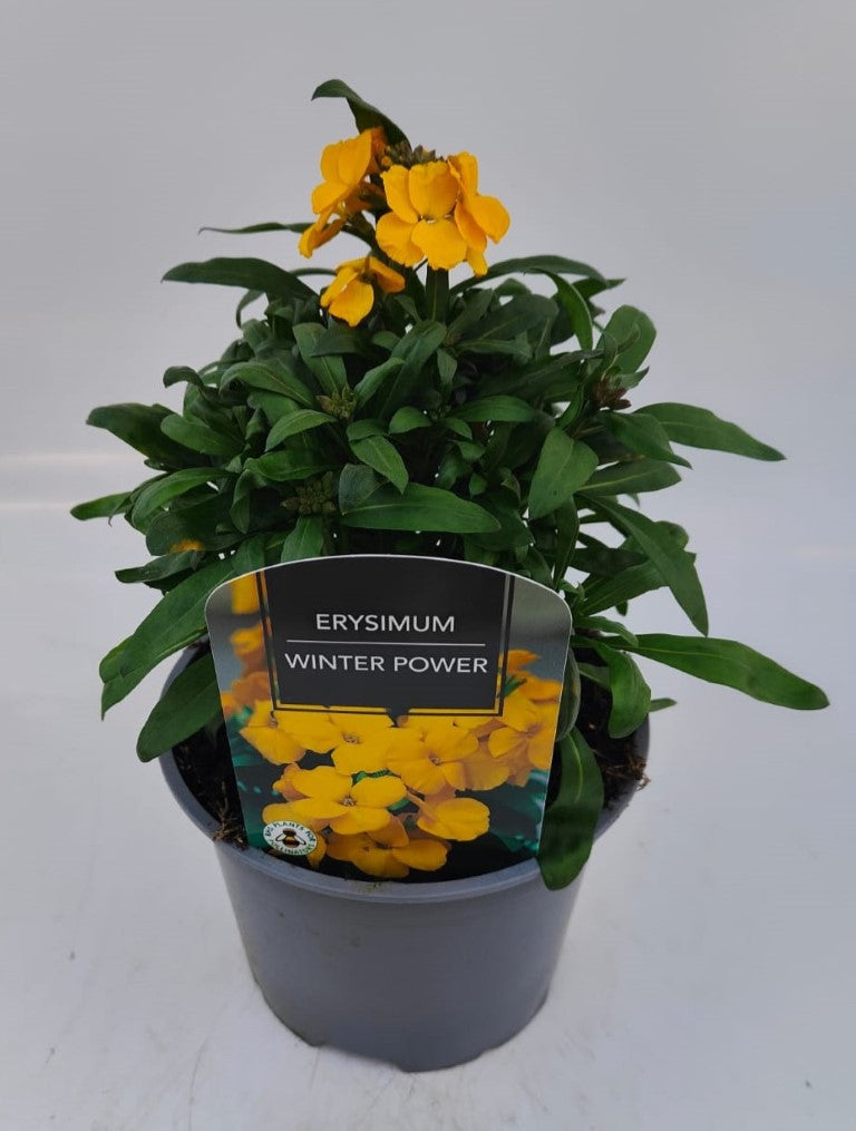 x1 Erysimum Winter Power - 17cm/2Litre