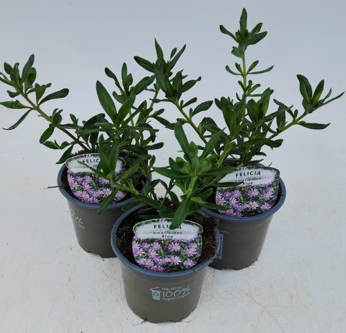 x3 Felicia Amelloides Blue 10.5cm/9cm