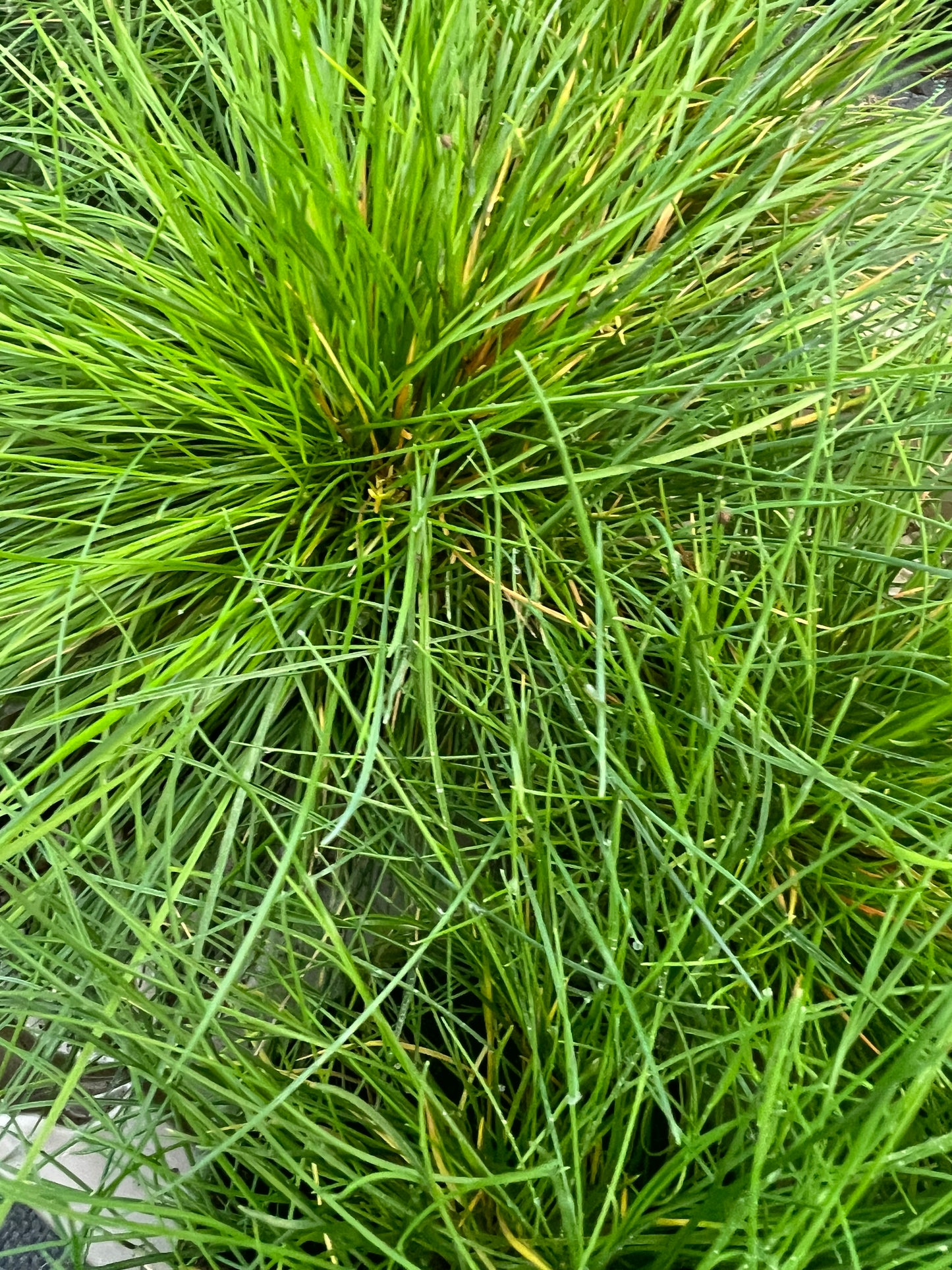 x3 Festuca Glauca Improved Plants in 10.5cm/9cm pots