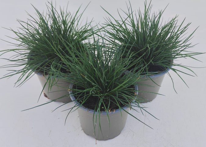 x3 Festuca Glauca Improved Plants in 10.5cm/9cm pots