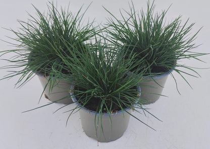 x3 Festuca Glauca Improved Plants in 10.5cm/9cm pots
