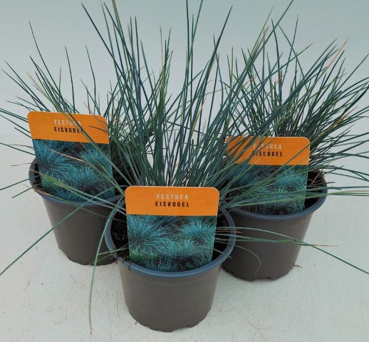 x3 Festuca cinerea Eisvogel Plants in 10.5cm/9cm pots Fern/Grass