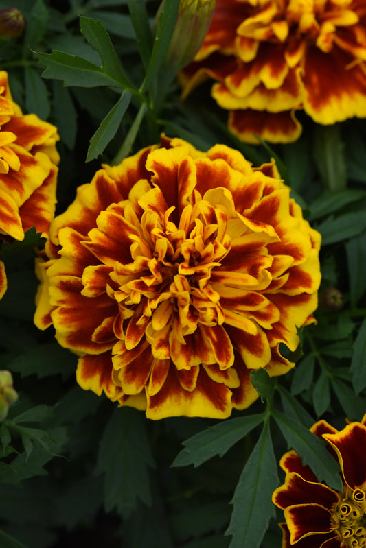 x10 Marigold Bonanza Bee - XL Plug Plants