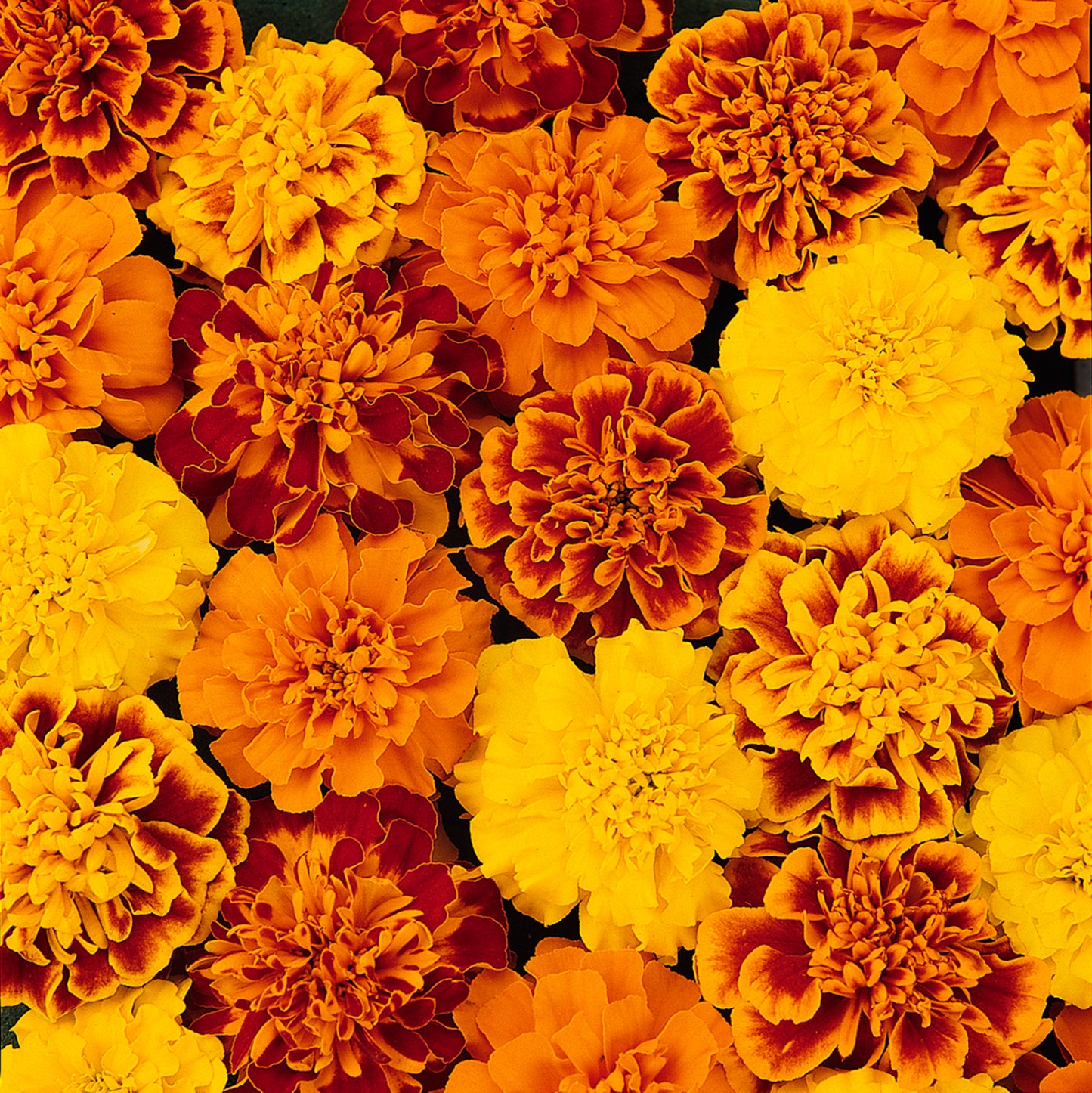 x10 Marigold Bonanza Mix - XL Plug Plants