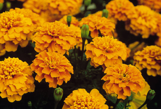 x10 Marigold Bonanza Orange - XL Plug Plants