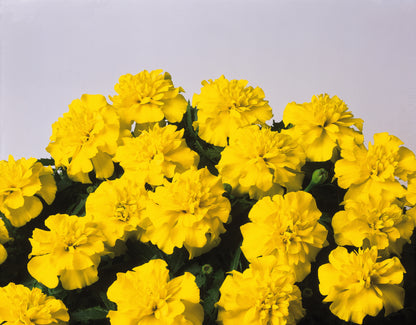 x10 Marigold Bonanza Yellow - XL Plug Plants