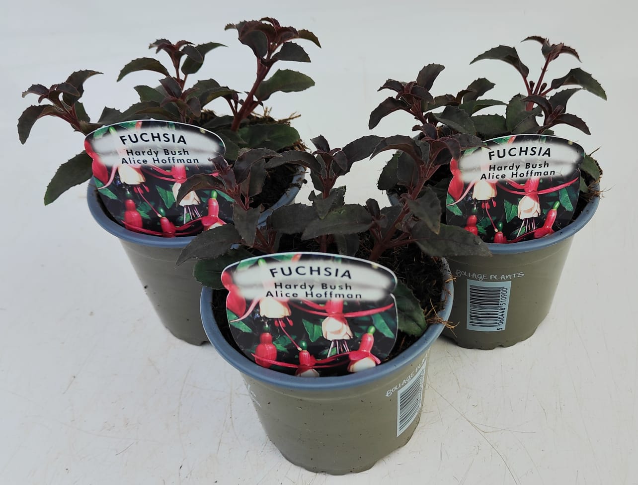 x3 Fuchsia Alice Hoffman 10.5cm/9cm