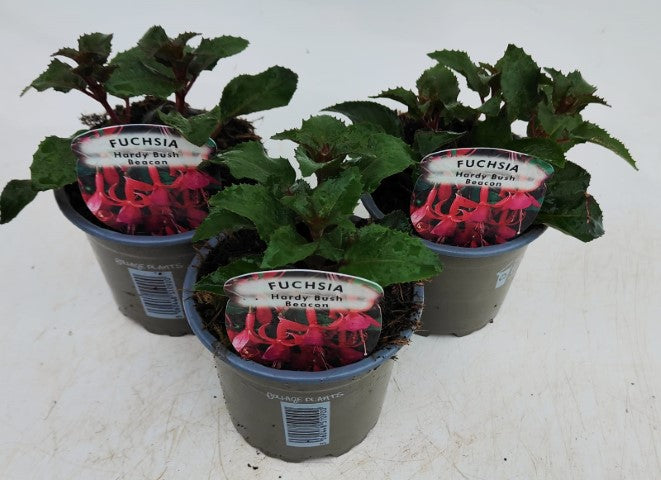 x3 Fuchsia Bush Beacon 10.5cm/9cm