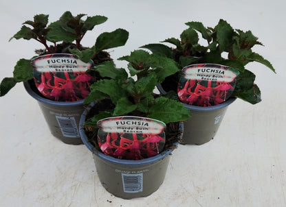 x3 Fuchsia Bush Beacon 10.5cm/9cm