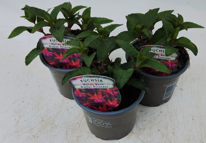 x3 Fuchsia Bush Dollar Princess 10.5cm/9cm