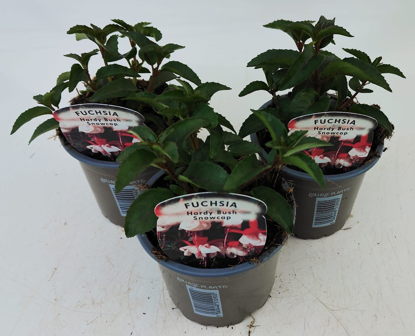 x3 Fuchsia Snowcap 10.5cm/9cm