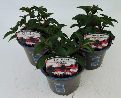 x3 Fuchsia Snowcap 10.5cm/9cm
