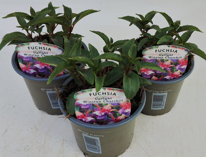 x3 Fuchsia Winston Churchill 10.5cm/9cm