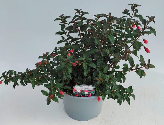 x1 Fuchsia Hardy Bush Alice Hoofman 17cm/2Litre