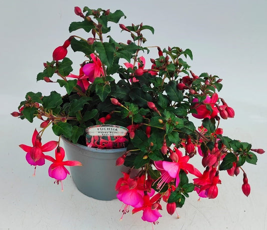 x1 Fuchsia Hardy Bush Beacon 17cm/2Litre
