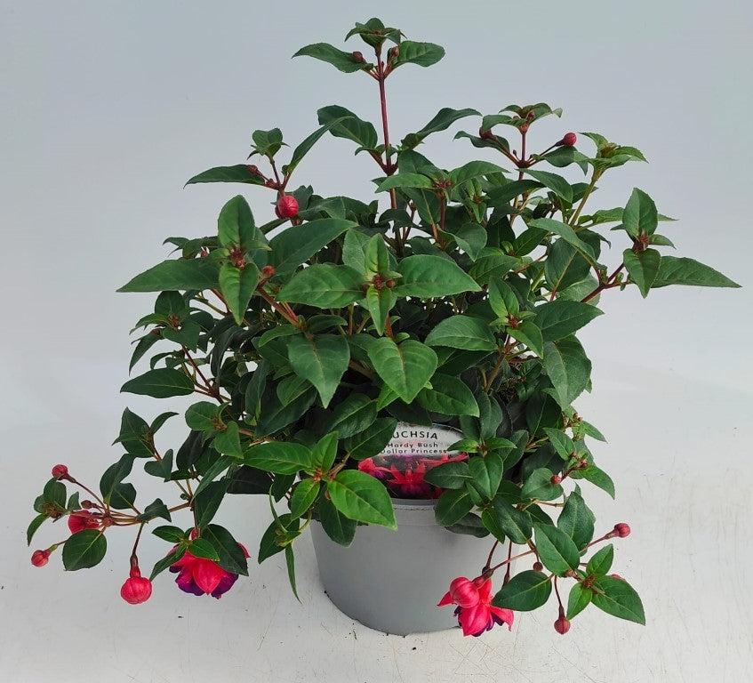 x1 Fuchsia Hardy Bush Dollar Princess 17cm/2Litre