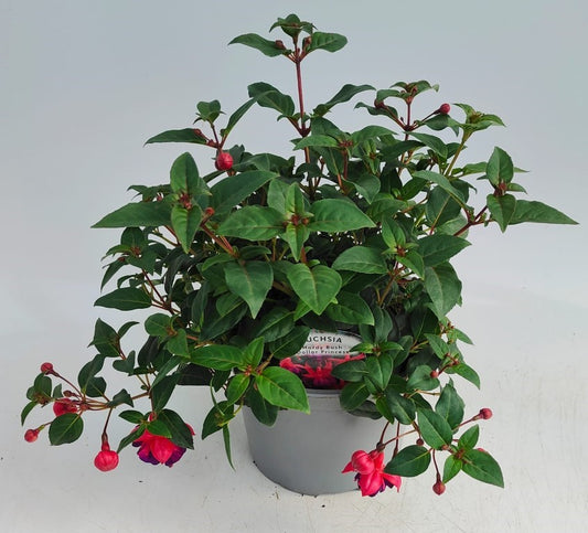 x1 Fuchsia Hardy Bush Dollar Princess 17cm/2Litre
