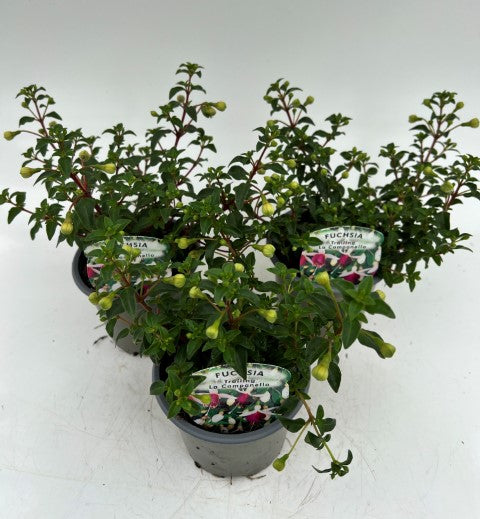 x3 Fuchsia La Campanella 10.5cm/9cm