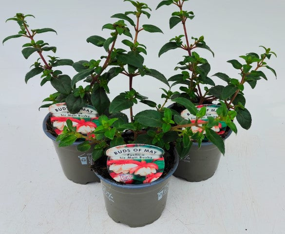 x3 Fuchsia Sir Matt Busby 10.5cm/9cm