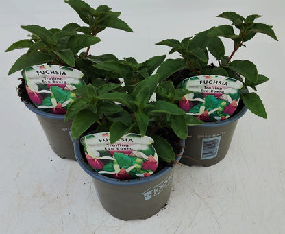 x3 Fuchsia Eva Boerg  10.5cm/9cm