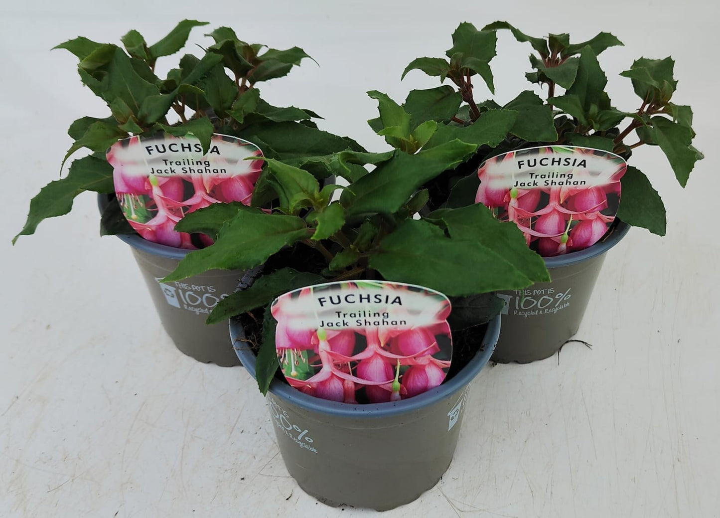 x3 Fuchsia Jack Shahan 10.5cm/9cm