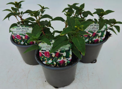 x3 Fuchsia La Campanella 10.5cm/9cm