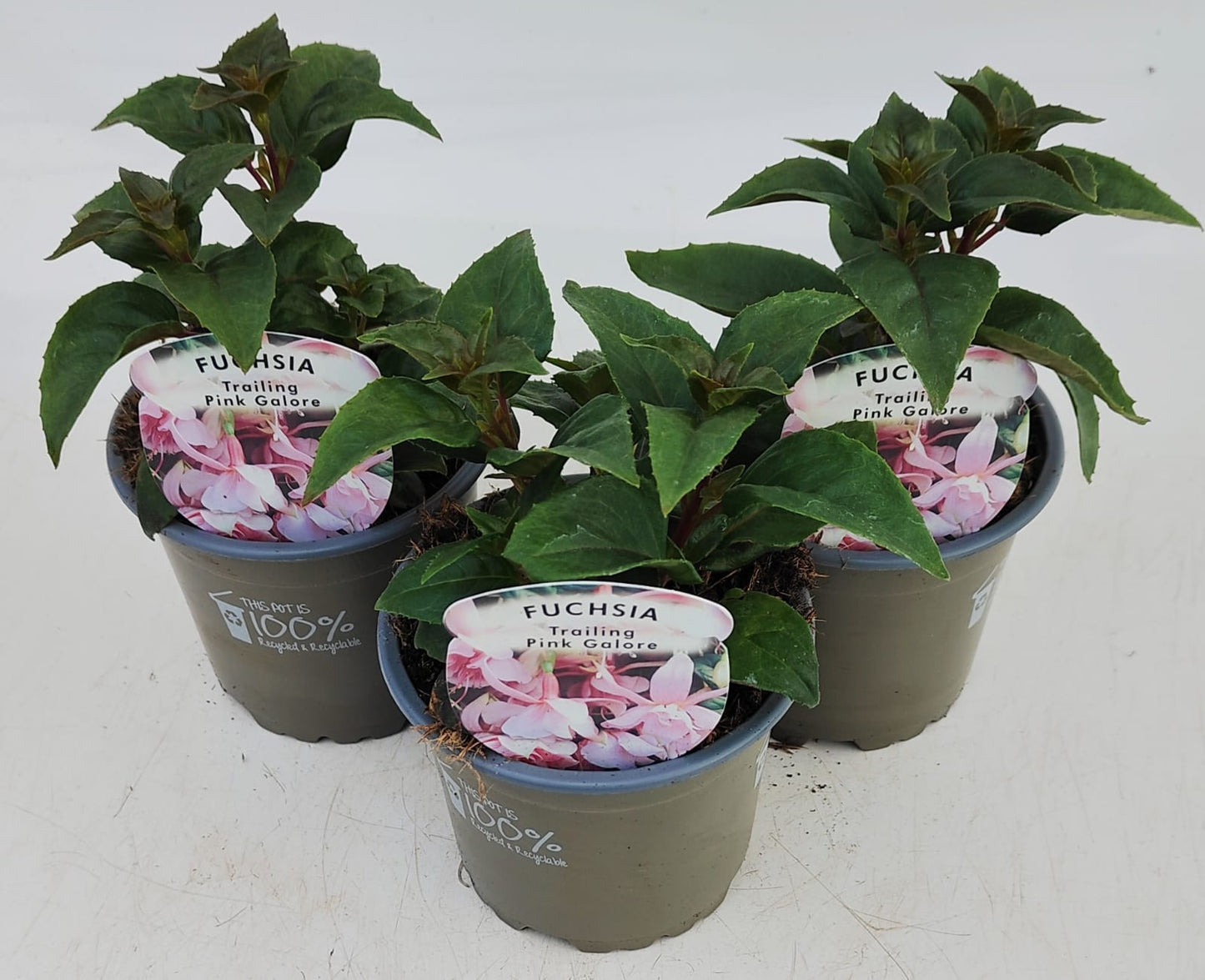 x3 Fuchsia Pink Galore 10.5cm/9cm